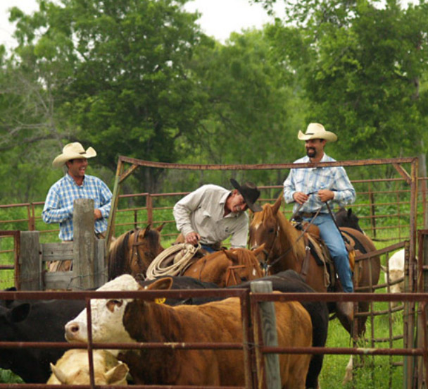 MOST CATTLE OGS